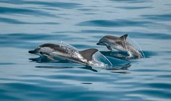dolphin tours Charleston SC